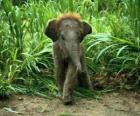 μωρό ελέφαντας